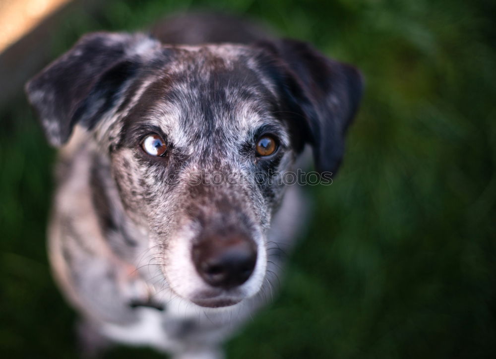 Image, Stock Photo Dog: Australian Shepherd