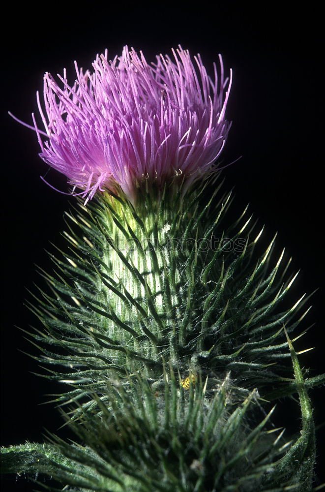 Similar – Mimosaceae am Auyan-Tepui (Venezuela)