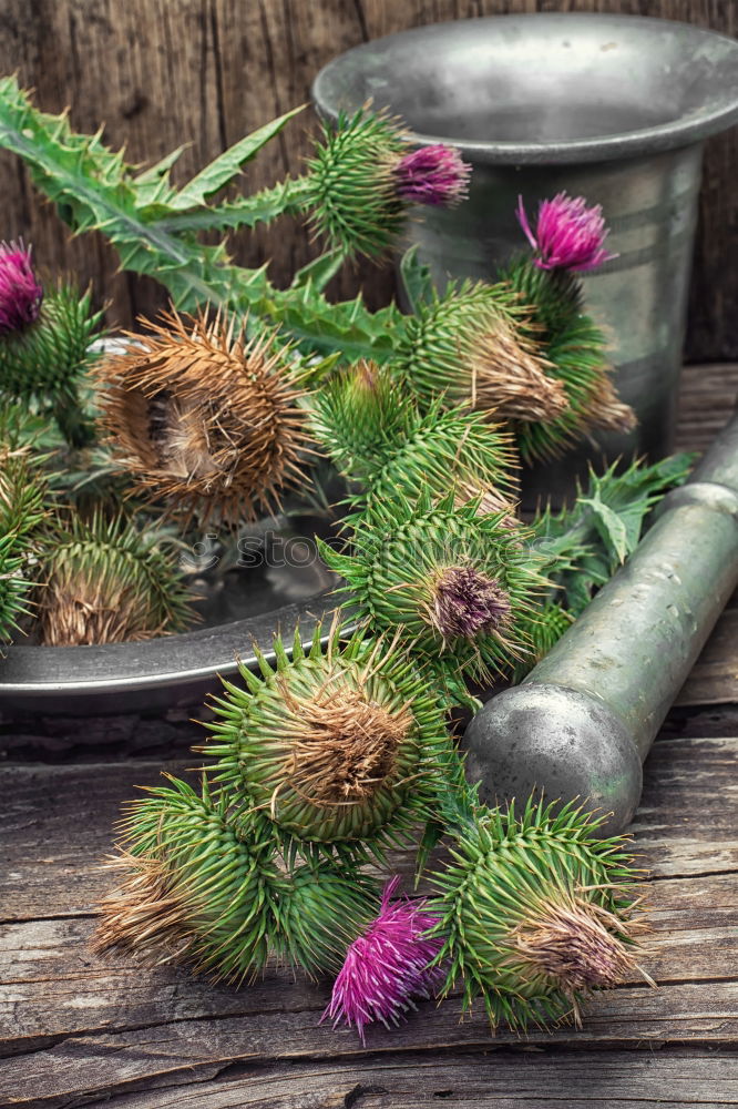 Similar – Image, Stock Photo Onopordum and herbalism.Thistle