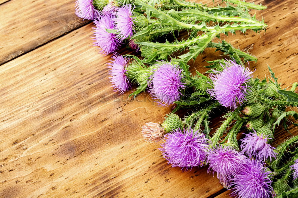 Similar – Image, Stock Photo Onopordum and herbalism.Thistle