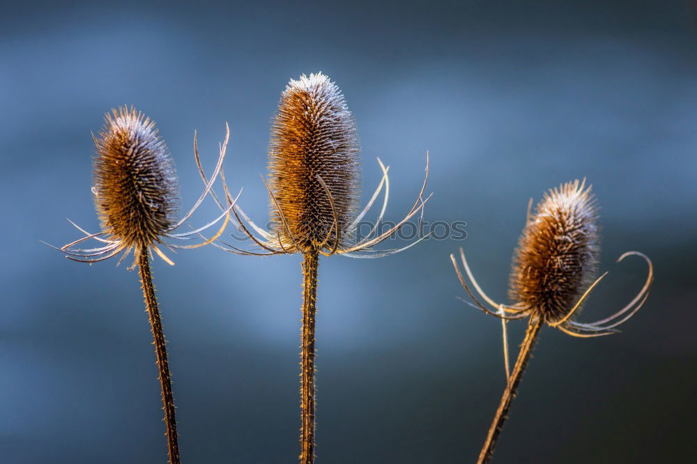 Similar – Bommelchen Baum Herbst