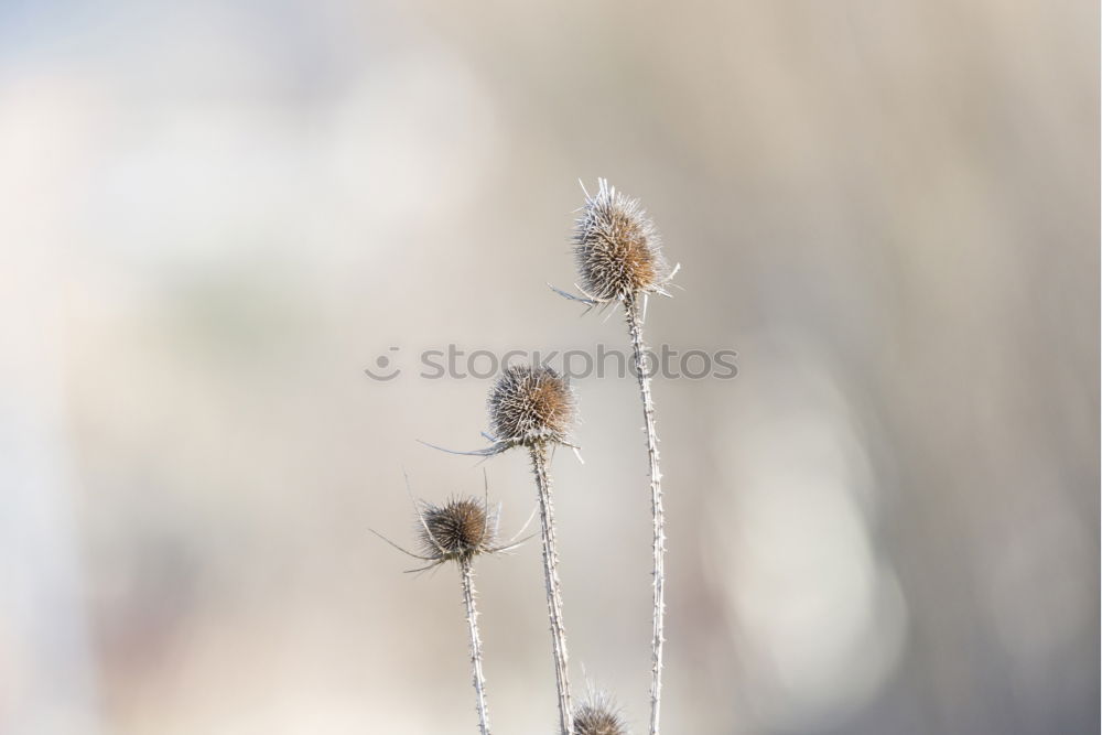 Similar – Flying Dandelion Spermien