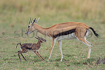 Similar – Watch your step, Dad!