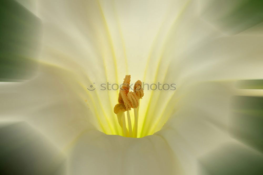 Similar – Image, Stock Photo Lilly Green White Yellow