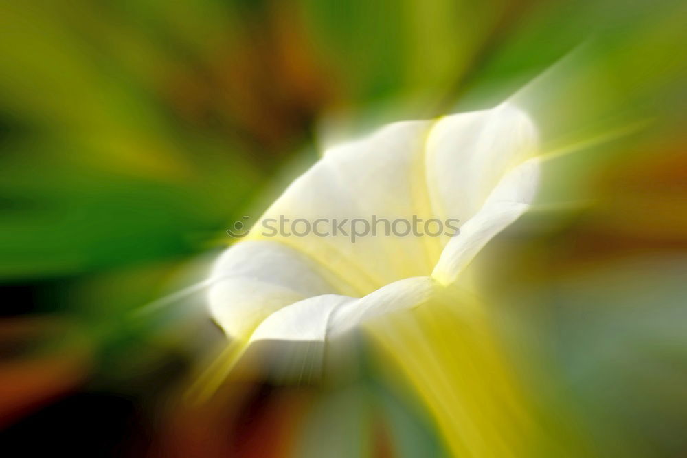 Similar – Image, Stock Photo So stuff halt Blossom