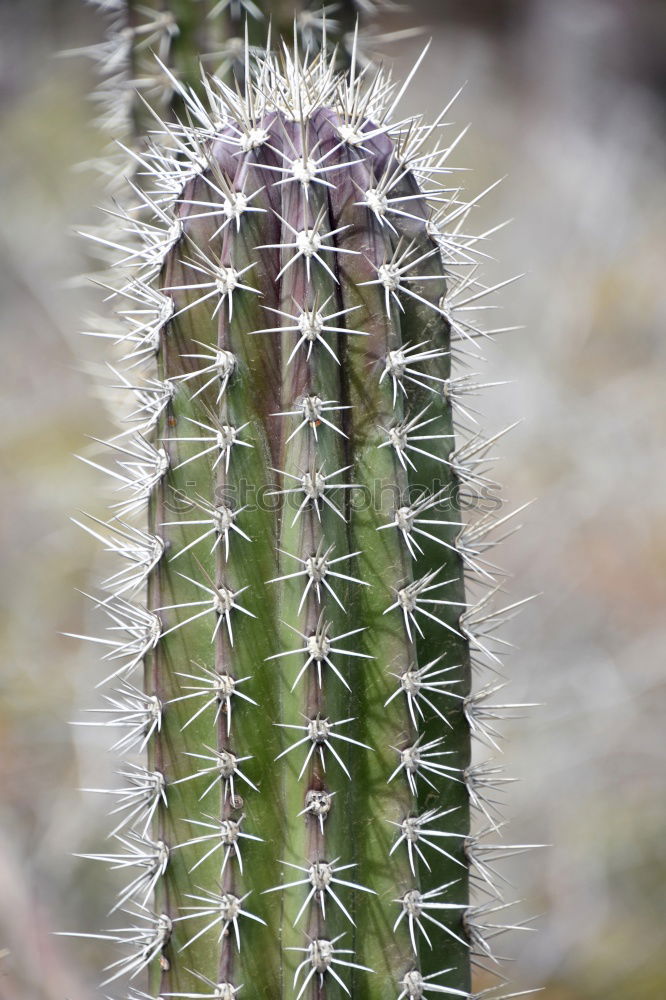 Similar – Foto Bild gestochen scharf Kaktus