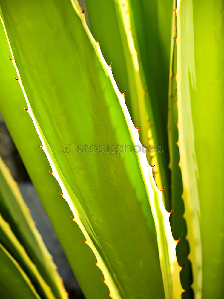 Similar – Green plant Plant Flower