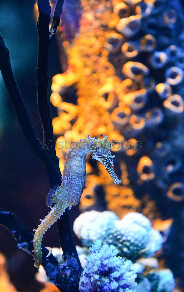 Similar – Image, Stock Photo underwater love Harmonious