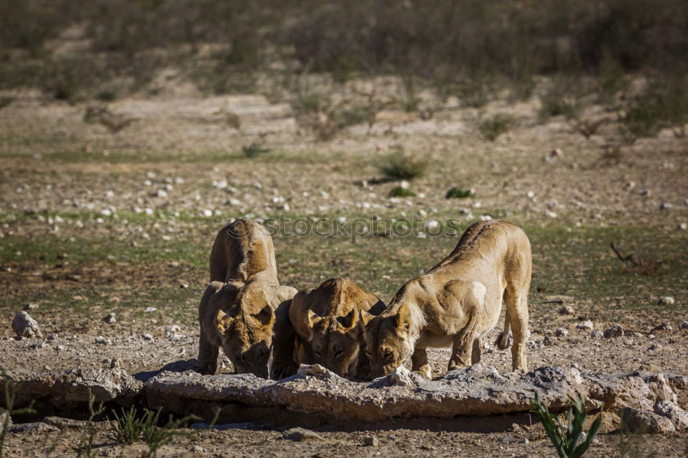 Similar – Image, Stock Photo Large flap Lion Baby lion