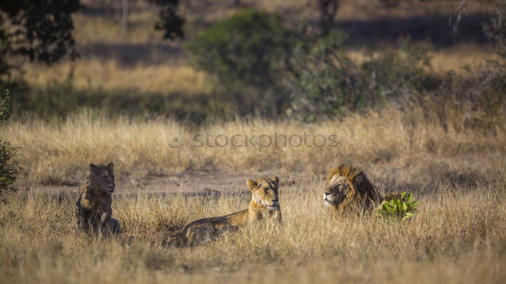 Image, Stock Photo Large flap Lion Baby lion