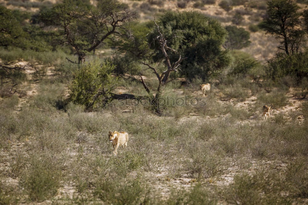 Similar – The Queen Lioness King