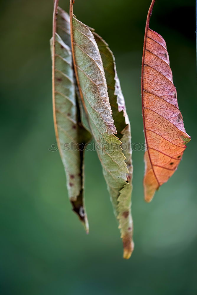 Similar – Image, Stock Photo Hornbeam