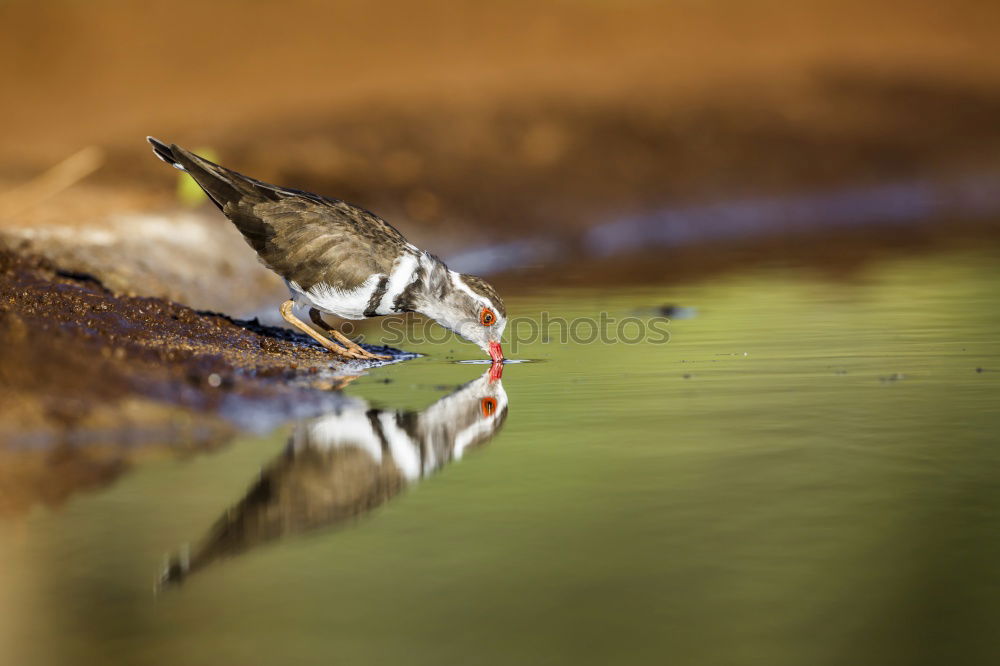 Image, Stock Photo Puffin III látrabjarg Bird