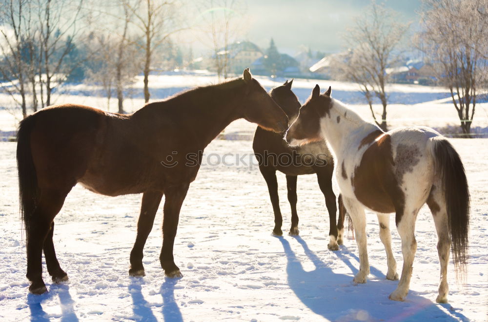 Similar – Image, Stock Photo Two horses Winter Nature