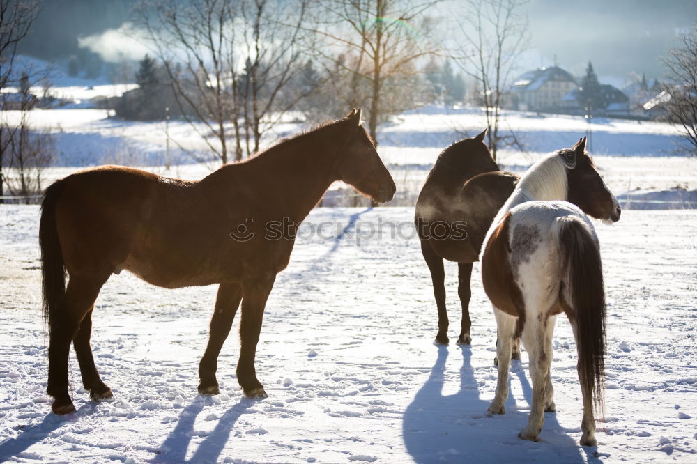 Image, Stock Photo Two horses Winter Nature