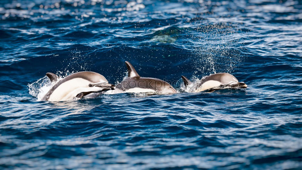 Similar – Dolphins in the Red Sea