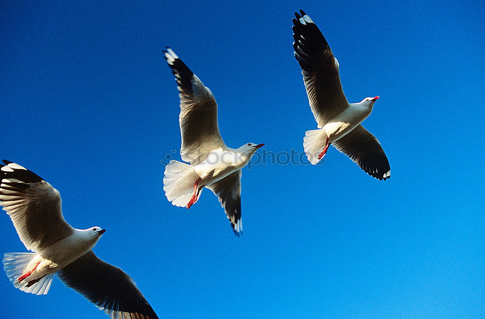 Similar – Image, Stock Photo landing approach Seagull