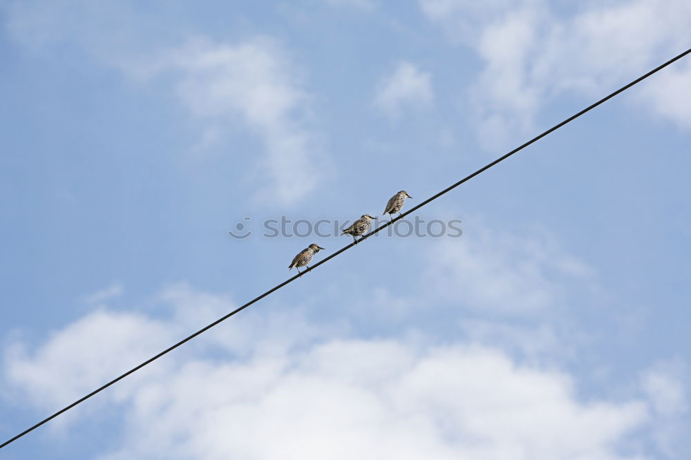 Similar – Image, Stock Photo three black pigeons Sky