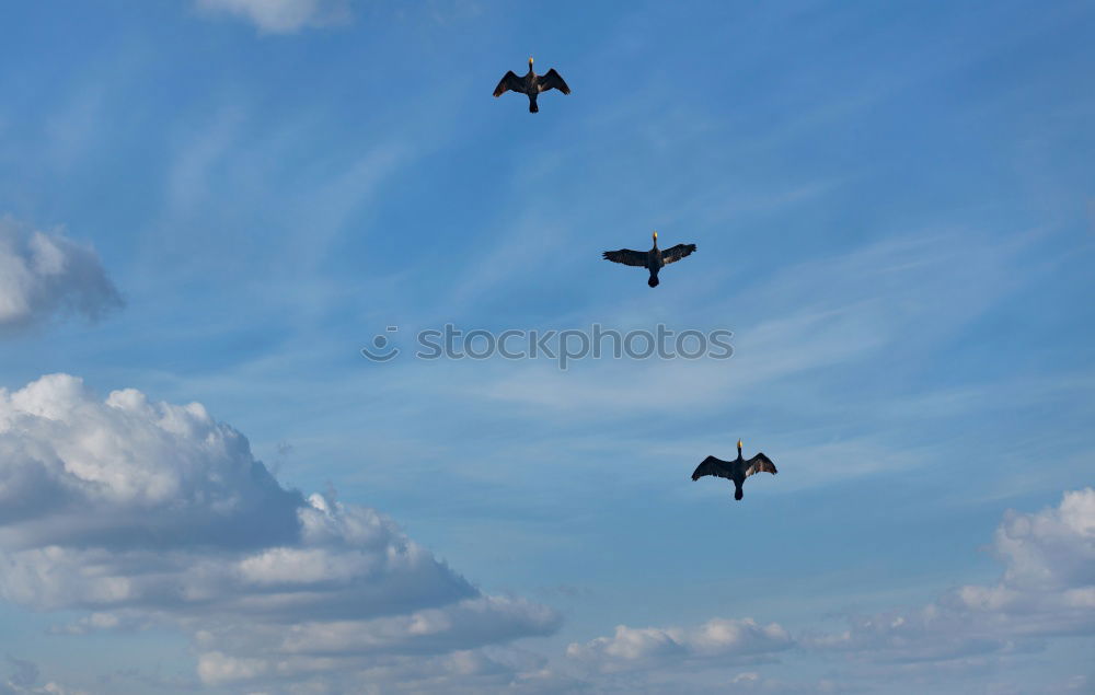 Similar – Image, Stock Photo flying horny Airplane