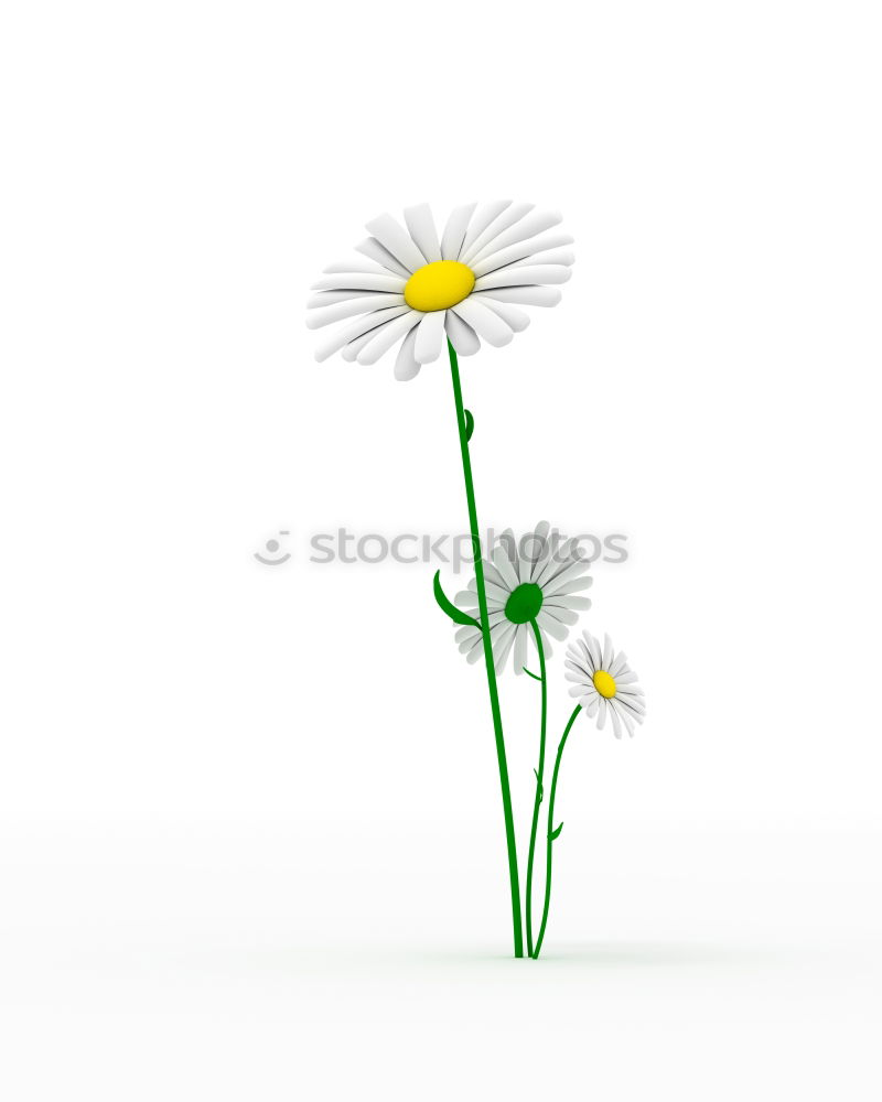 Similar – Image, Stock Photo Marguerite on white background, spring concept