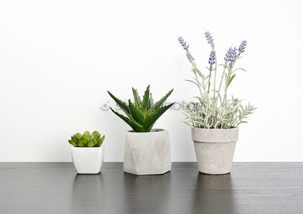 Image, Stock Photo Succulent houseplants in flower pots