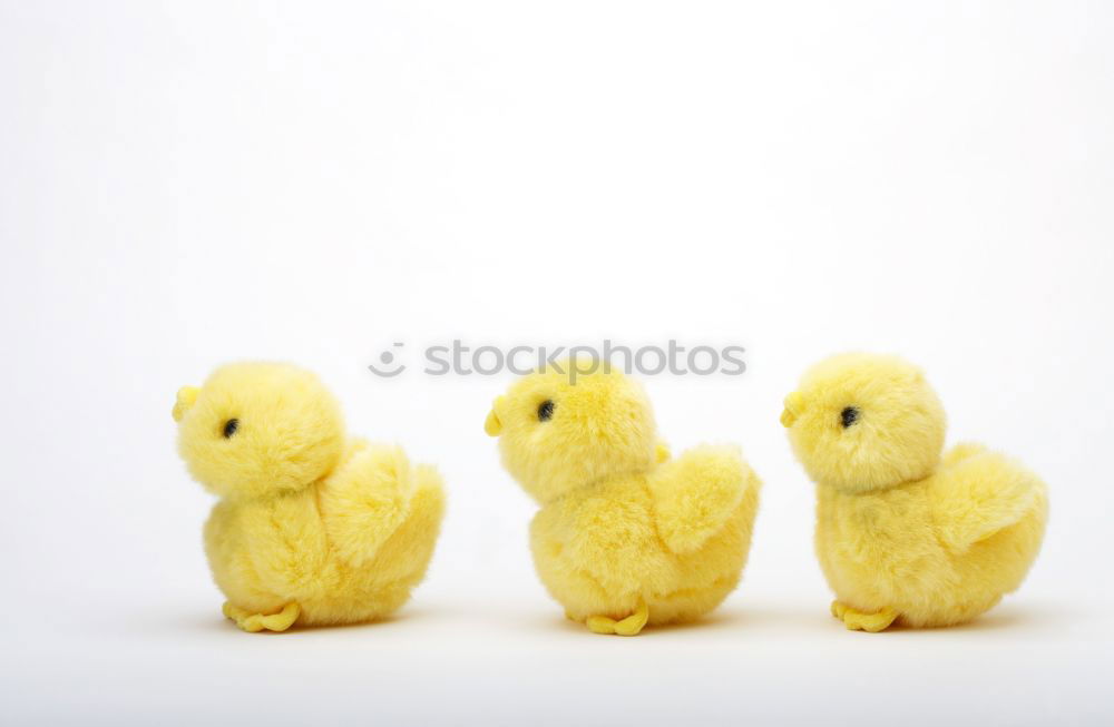 Similar – Image, Stock Photo maverick Animal Chick