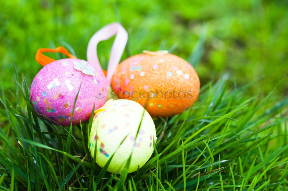 Similar – Colored Easter eggs in a grass