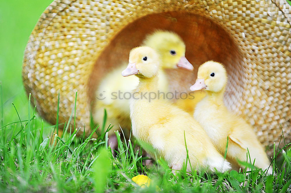 Similar – Image, Stock Photo Teamwork! Flower Chick