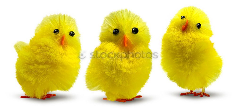 Similar – Image, Stock Photo maverick Animal Chick