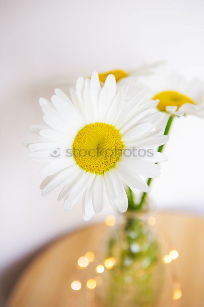 Similar – Bouquet with wild daisies