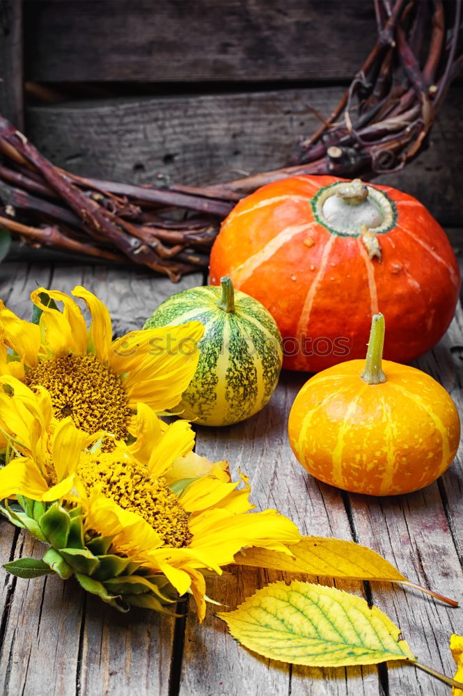 Similar – Pumpkin with stem, leaves, flowers and small fruits