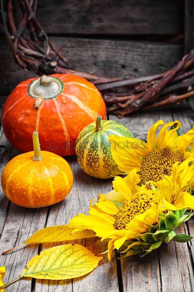 Similar – Autumn decoration with pumpkin and make leaves