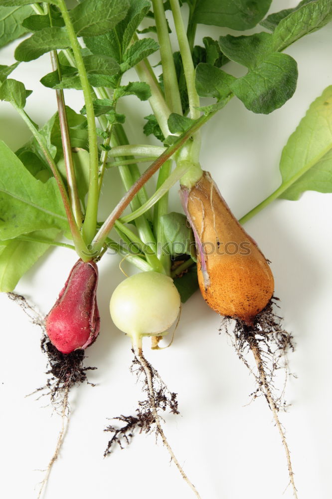 Similar – radish Food Vegetable