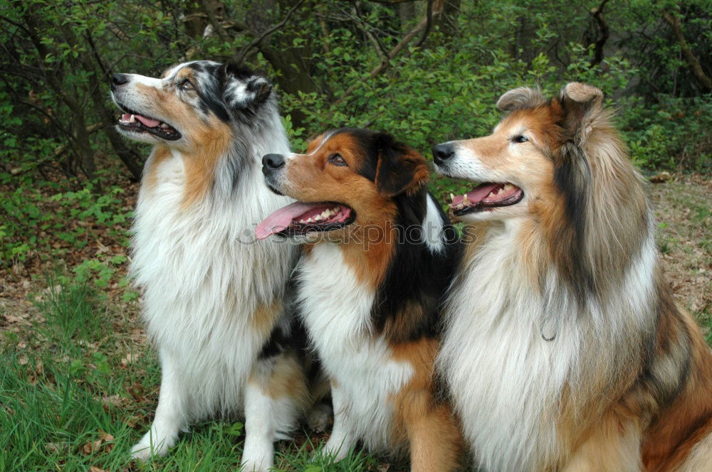 Similar – Dogs running near waving sea