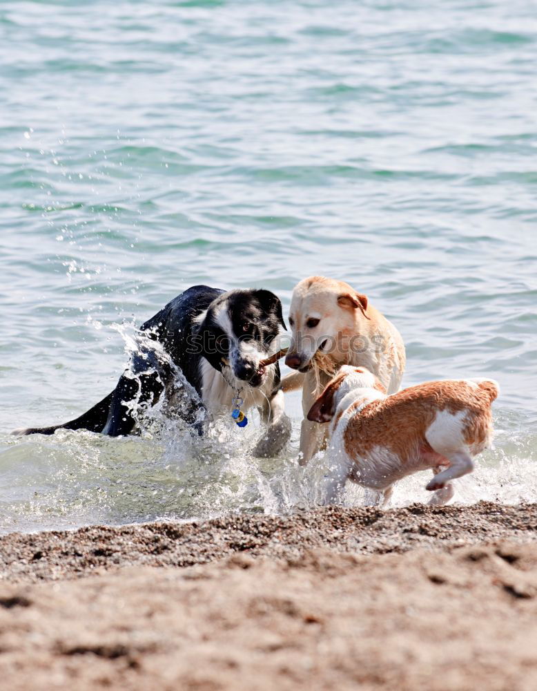 Similar – Dogs running near waving sea