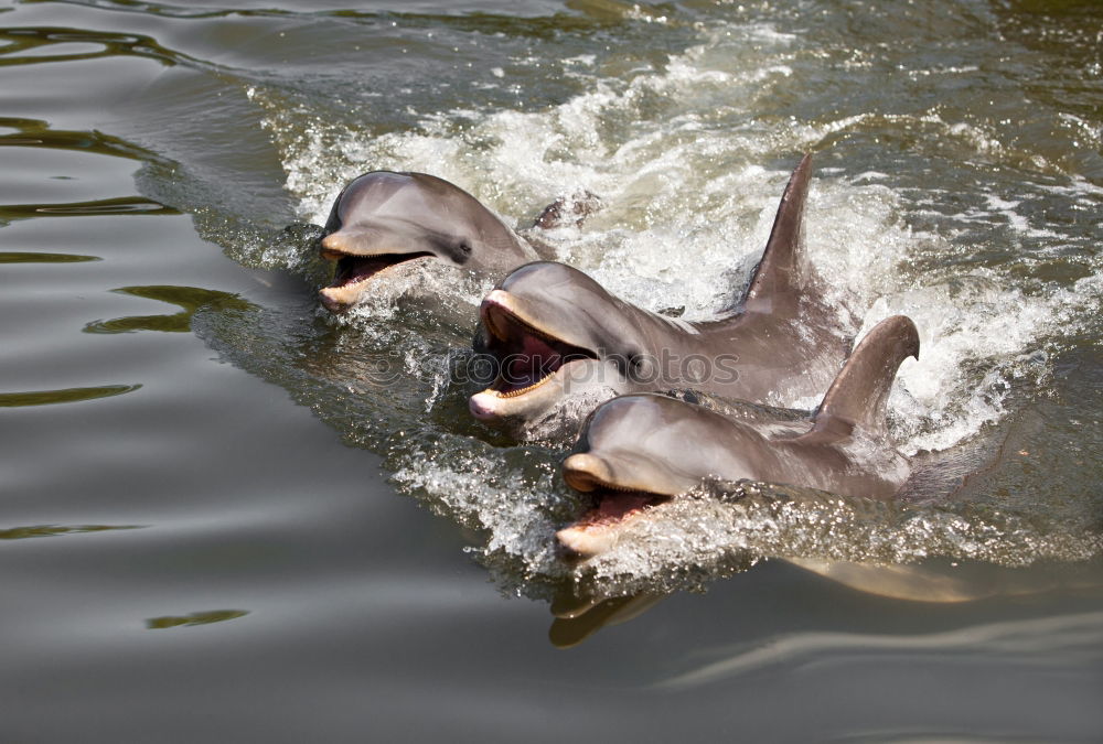 Similar – Image, Stock Photo Couple of hippos swim and play in water