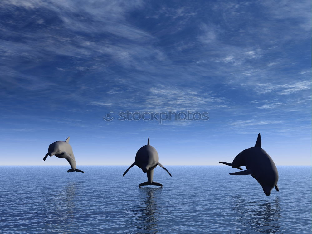 Spinner dolphins swimming towards me