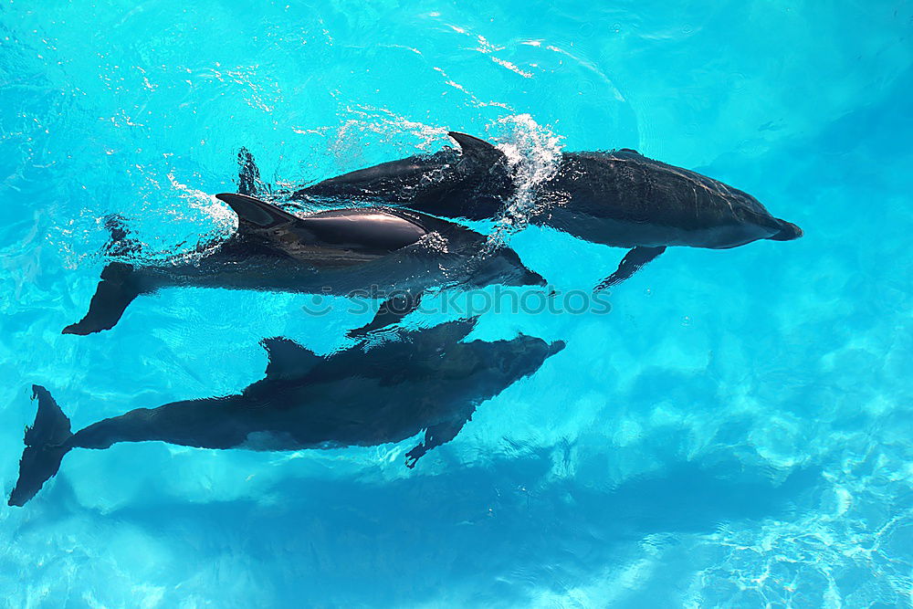 Similar – 3 dolphins playing in the water