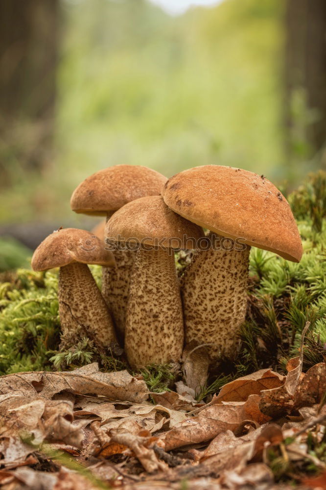 Similar – Image, Stock Photo chestnut boletus Mushroom