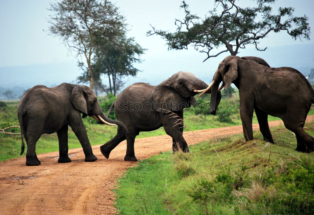 Similar – Image, Stock Photo Photo Safari with Elegant Sri Lanka