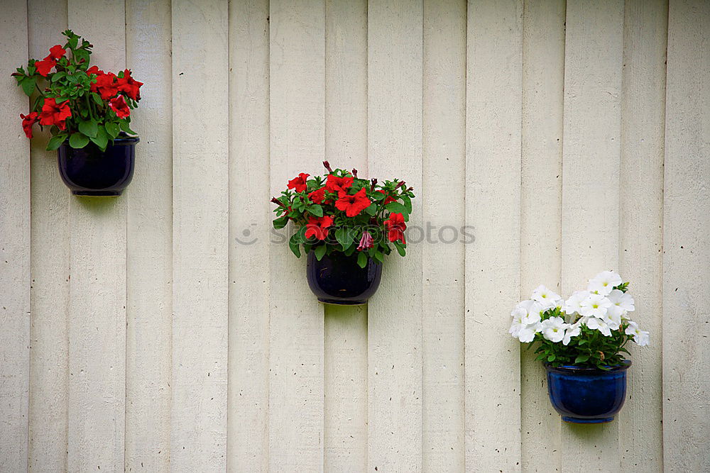 Similar – suburban idyll Garden