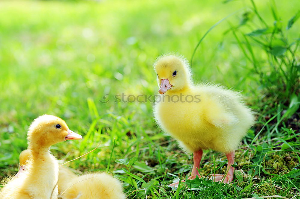 Similar – Image, Stock Photo Childhood memories on a farm.