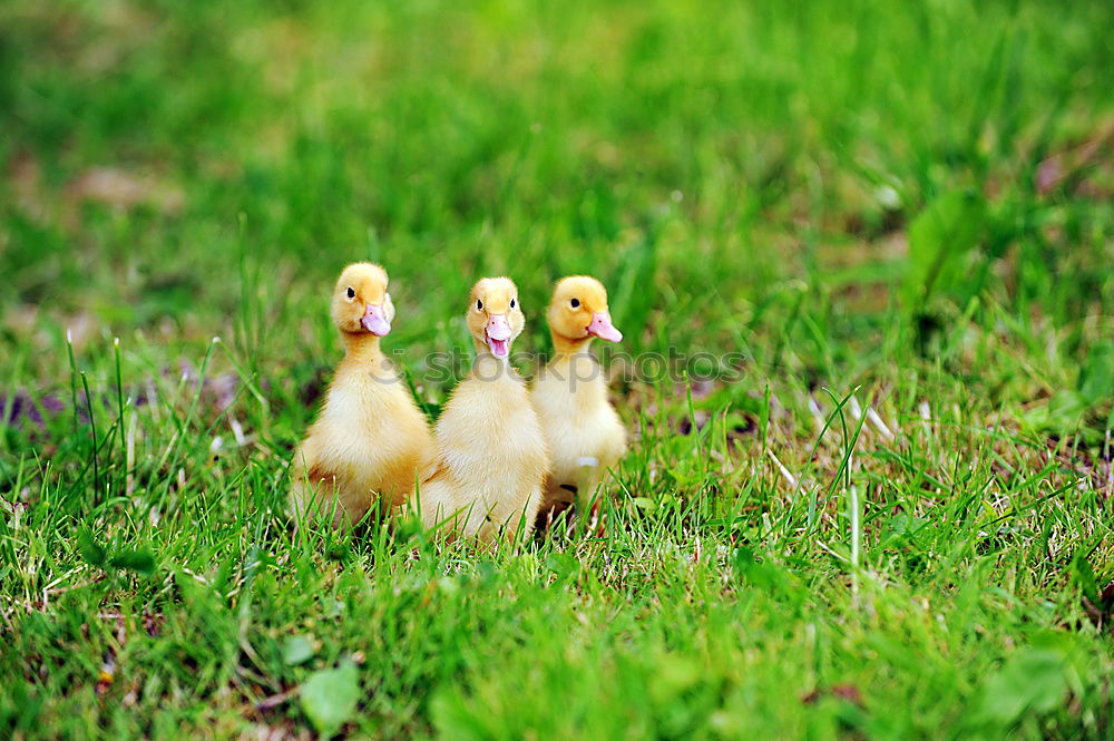 Similar – Image, Stock Photo mottled ducks Animal