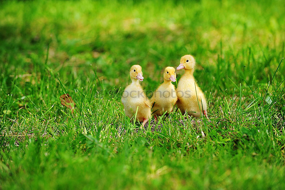 Similar – Image, Stock Photo mottled ducks Animal