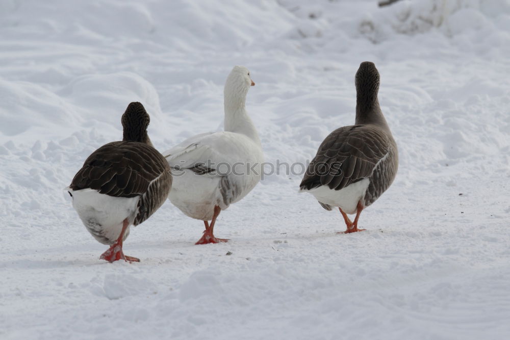 Similar – White warts ducks on a white background