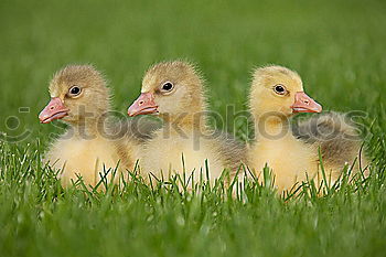 Similar – Image, Stock Photo Childhood memories on a farm.