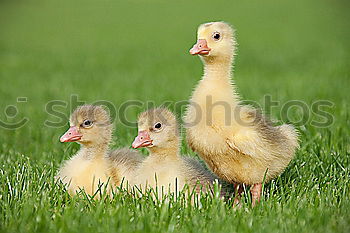 Similar – Image, Stock Photo Childhood memories on a farm.