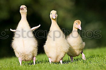 Similar – Foto Bild Im Gleichschritt, Vier Fränkische Weihnachtsgänse im Gleichschritt auf einer Wiese.