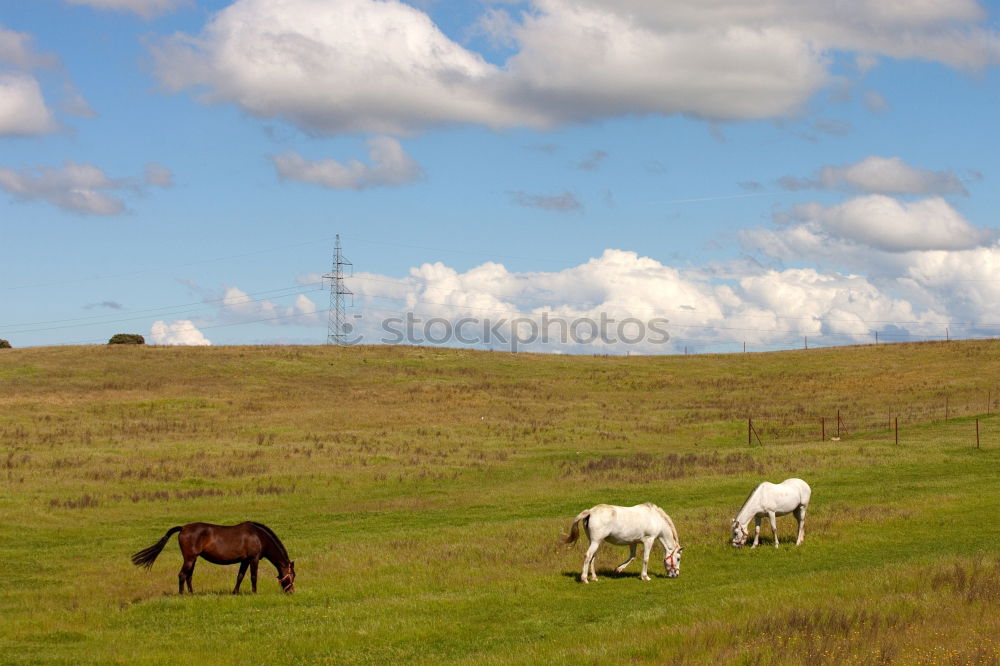 Similar – Horses in front of an idyllic hill