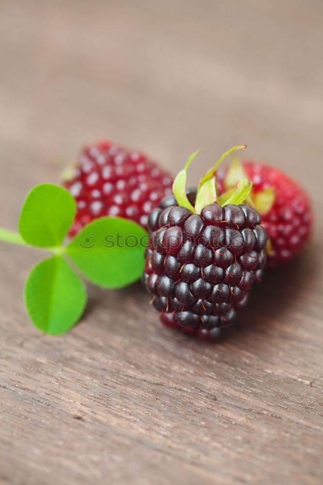 Similar – blackberries Nature Fruit